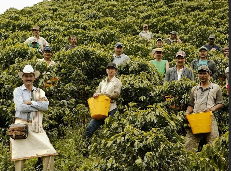 Сборщики кофе