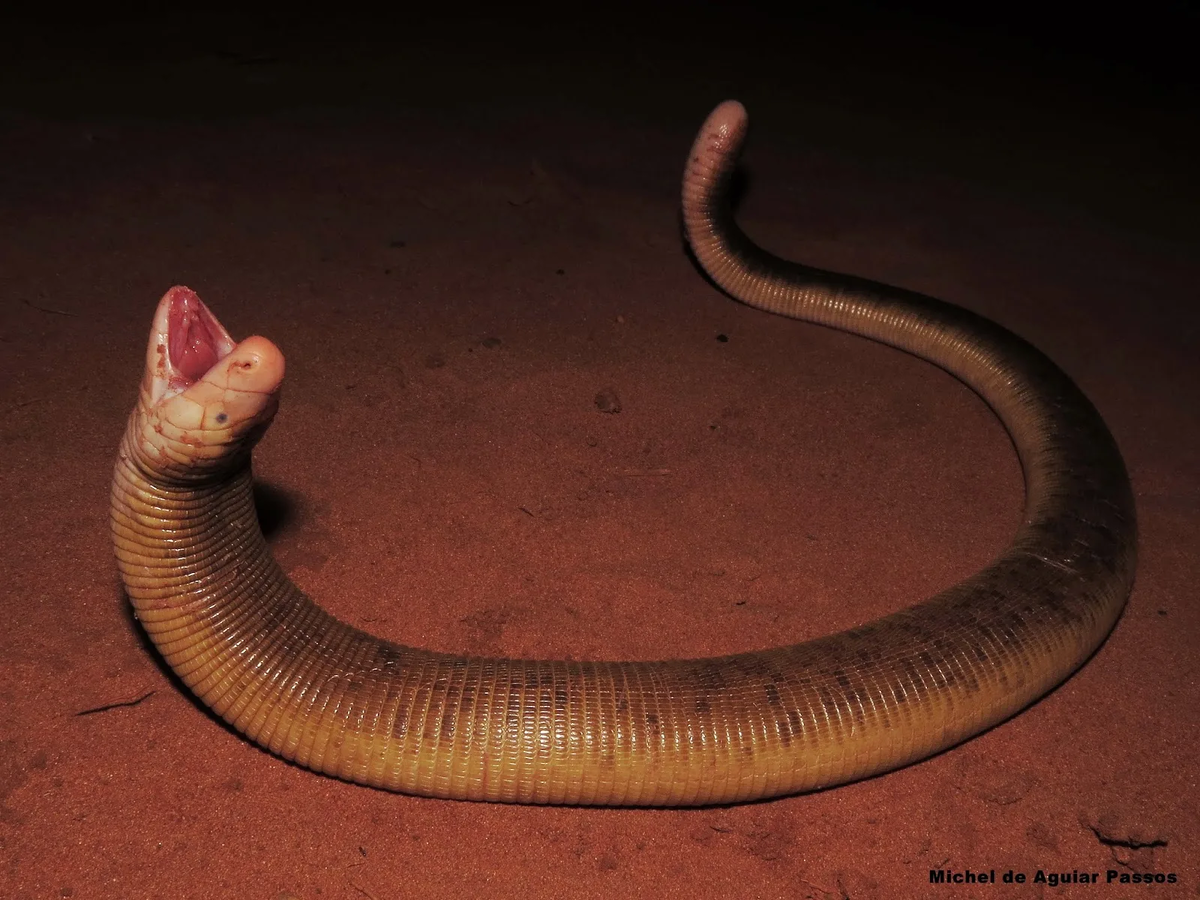 Когда ударился мизинчиком настолько сильно, что решил вообще отказаться от ног.