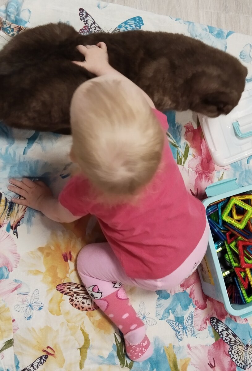 Замеченно, что натисканные коты урчат и меньше хулиганят😆