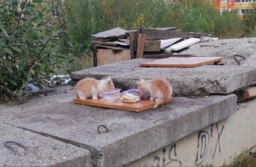 В этой теплотрассе не было котят. И вдруг появились. Оказалось, что это потомство от домашней кошки, живущей в соседнем общежитии.