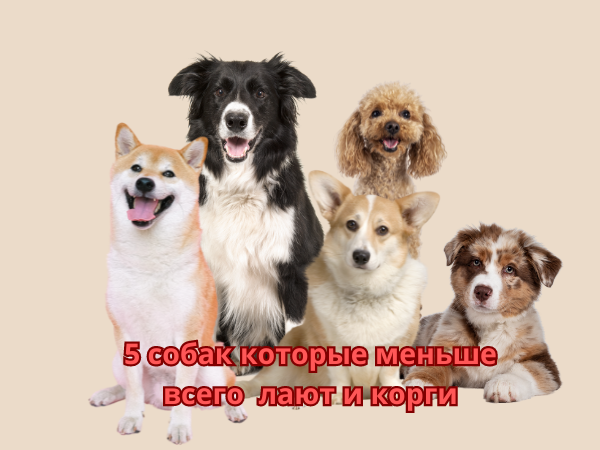 Хантер в коллаже для красоты!