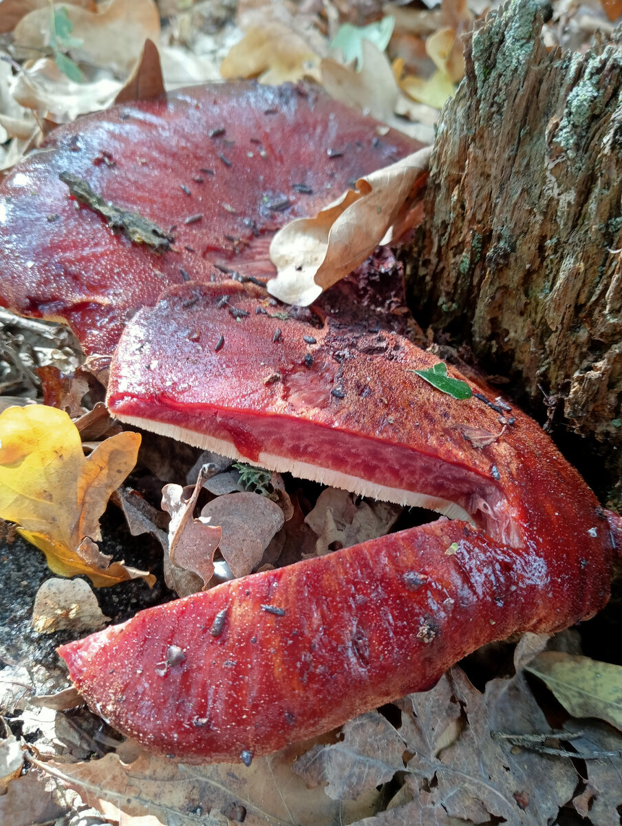 Печеночница в разрезе