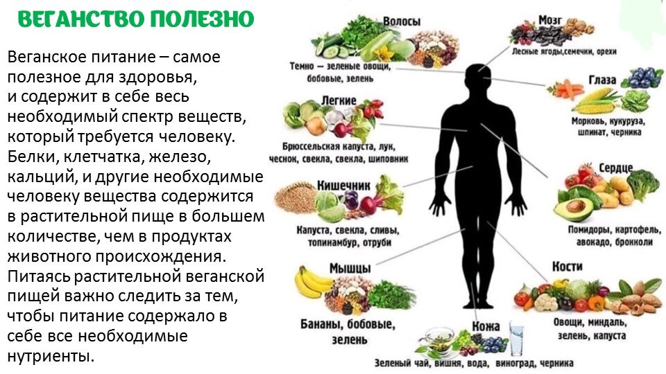 Клеточное питание картинки