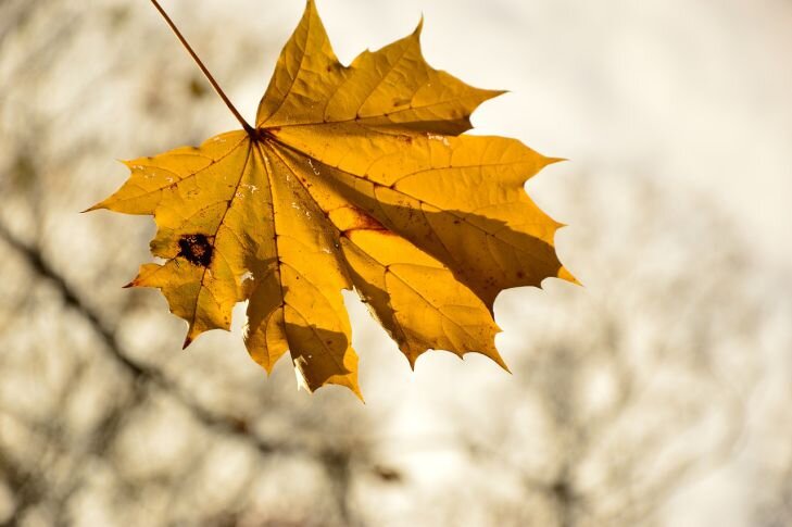 Фото: Pixabay