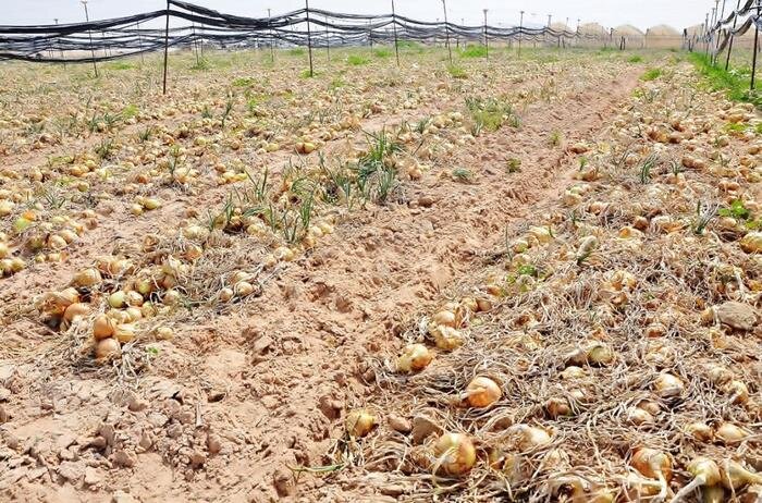 Израильский лук.