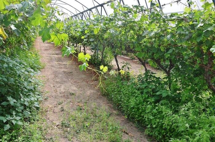 Израильский виноград