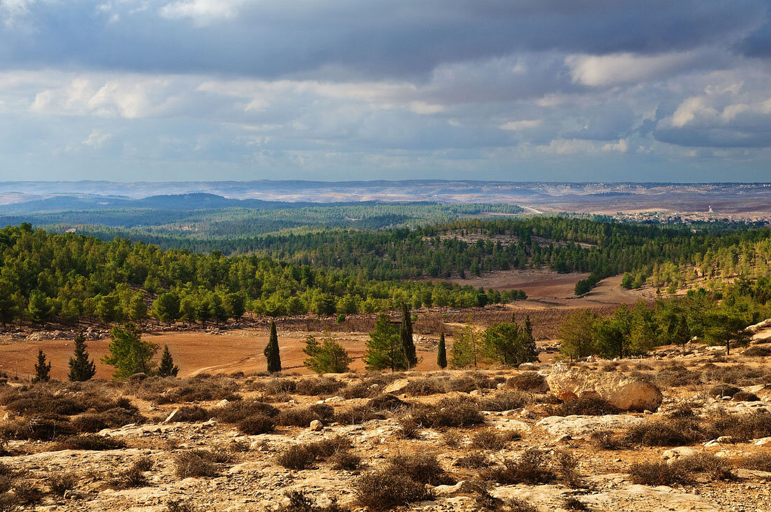 деревья в неваде. Deadvlei намибия. саксаул растение пустыни. дюны тукуланы якутия. дерево в пустыне.