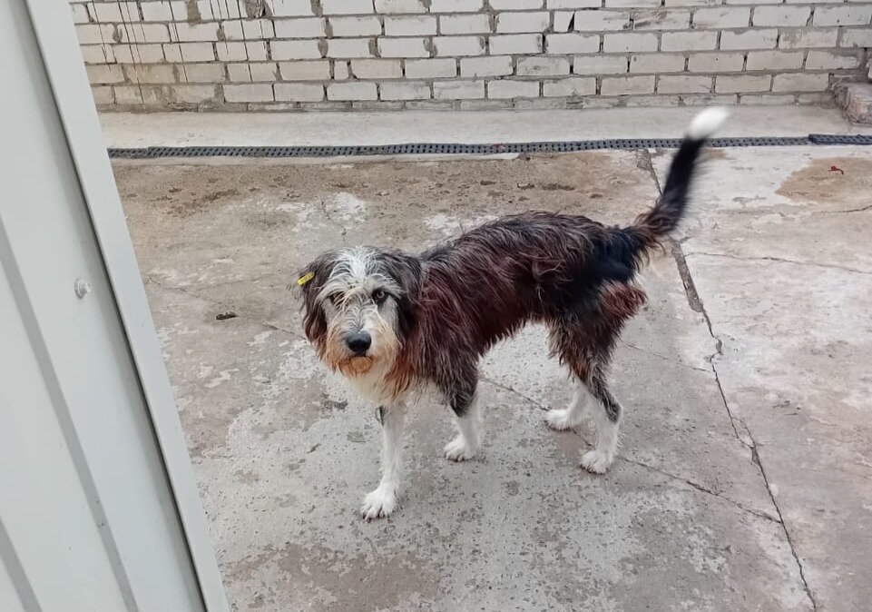 Выгорел на солнце и стал рыжим)