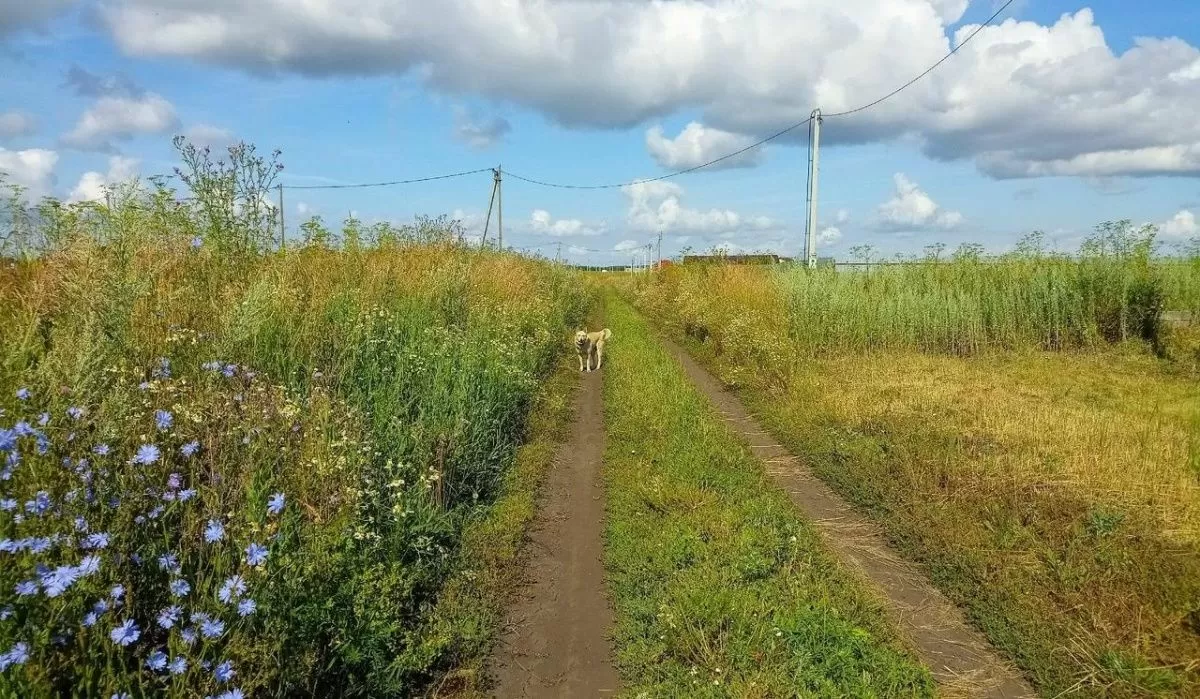 В Башкирии бесплатно раздают земельные участки | АОН // Уфа | Дзен