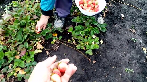 Собираем с Мужем последние 🍓🍓🍓ЯГОДЫ КЛУБНИКИ на КОМПОТ👍👍👍 Очень много Зеленой🍓🍓🍓 КЛУБНИКИ🙂🙂🙂 9.10.23г