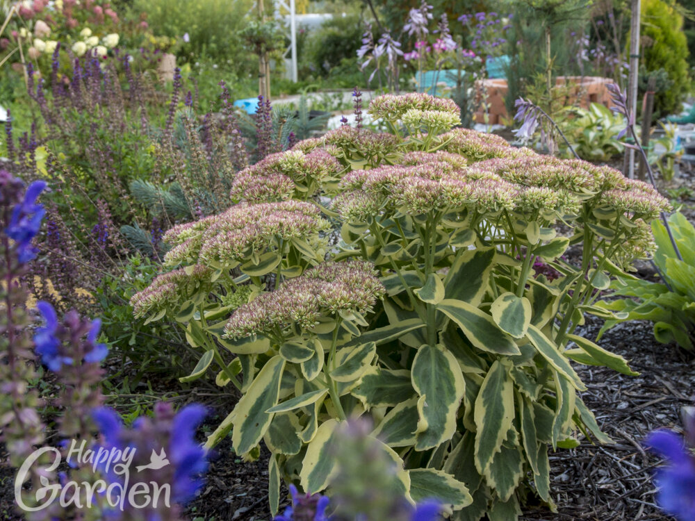 Sedum 'Autumn Charm™/Lajos