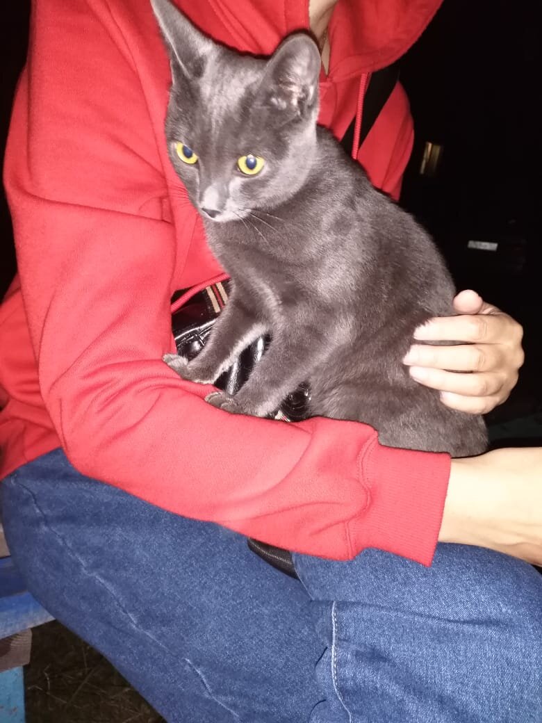 тот самый кот, когда его подобрали с улицы. еще пока не у меня)))