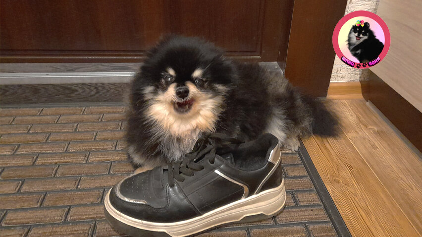 Шпиц грызет обувь 🐾 Шпиц Боня