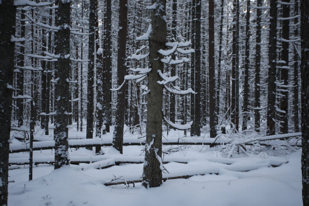    Обильные снегопады нарядили деревья к Новому году. Фото: Мойка78/Валентин Егоршин