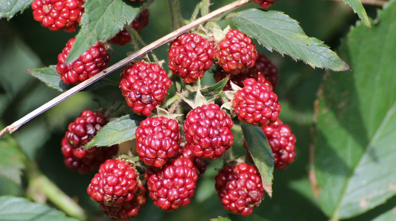    Много ягод летом — к холодной зиме. Фото: Pxhere