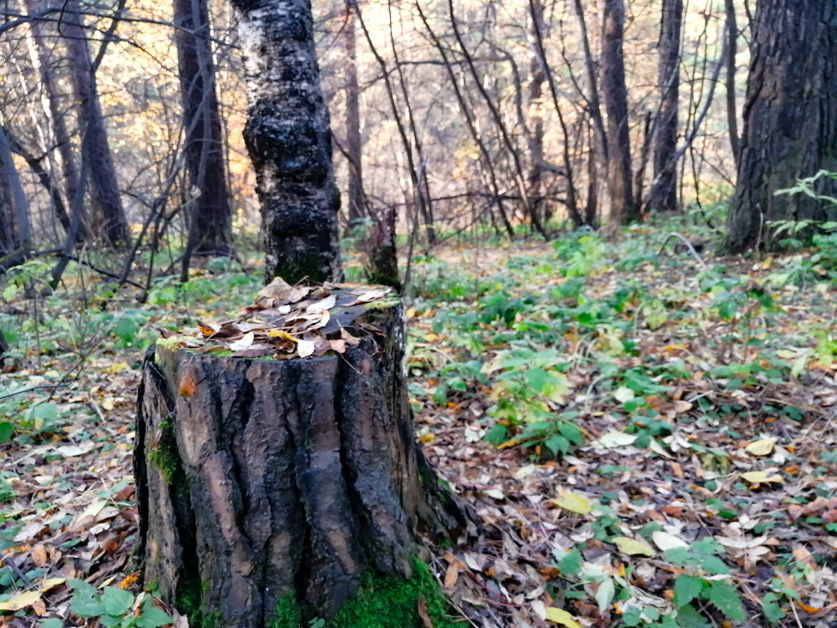 И даже пень в столь теплый день фотогеничен