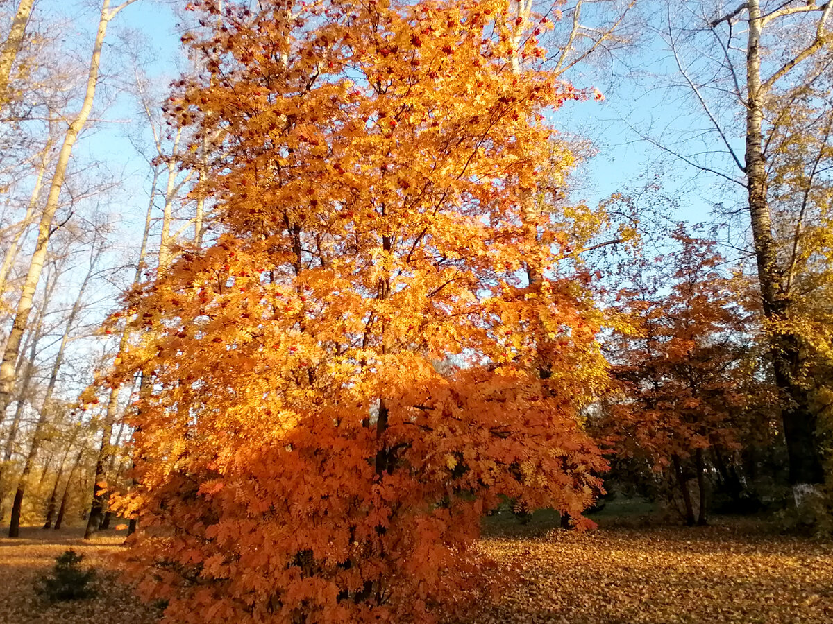 Рябина в городском сквере