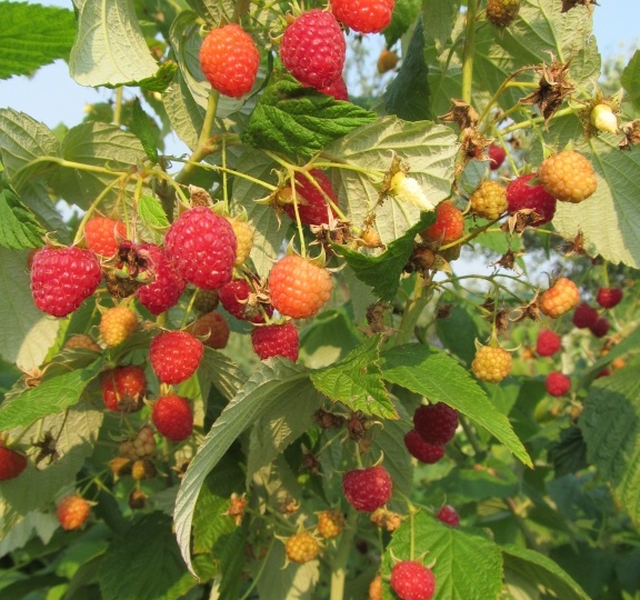 3 обязательных дела для малины в октябре: готовим кусты к зиме - чтобы не подмерзла, чтобы ягод было море. Простенькие дела, а урожая стоят