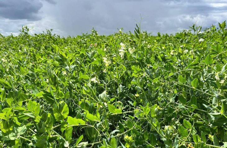    Урожай гороха 2023 в Подмосковье превысит прошлогодние показатели