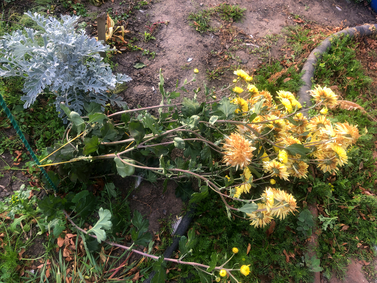 Корейскую хризантему свалило   фото автора