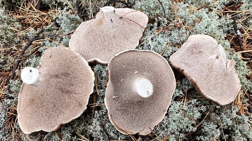 Осенние грибы сосновых лесов. Какой гриб в сушеном виде по вкусу, как белый. Самая вкусная рядовка, и мн. др. лесные трофеи.