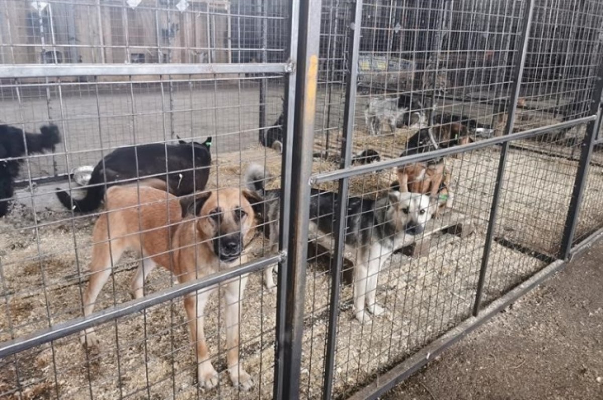    В Красноярске 7 приютов для животных получили по 714 тысяч рублей