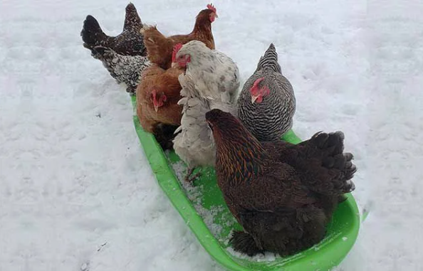 Принципы составления оптимального рациона