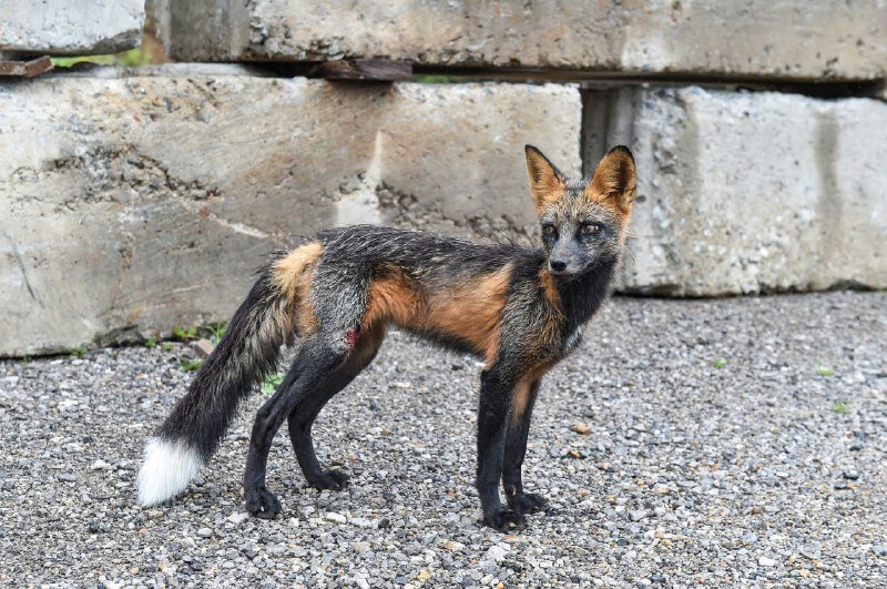 Константин Долгановский