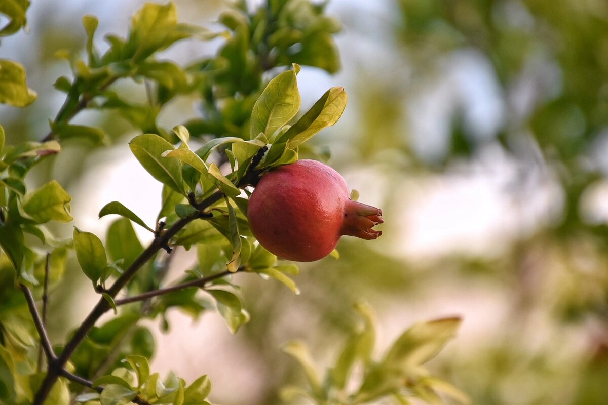 Дерево граната. Мыс Пицунда в октябре