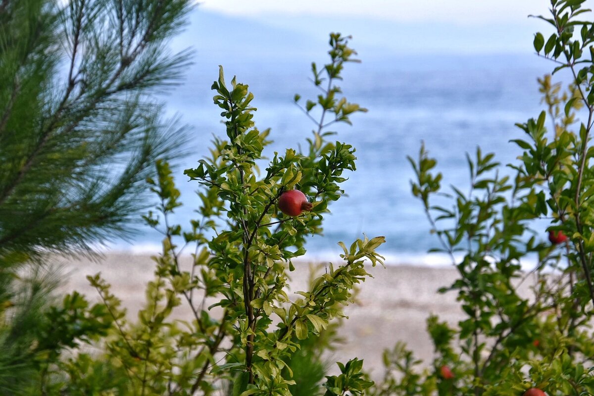 Дерево граната. Мыс Пицунда в октябре