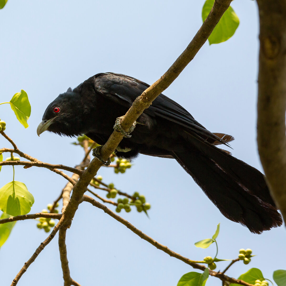 Коэль (самец)