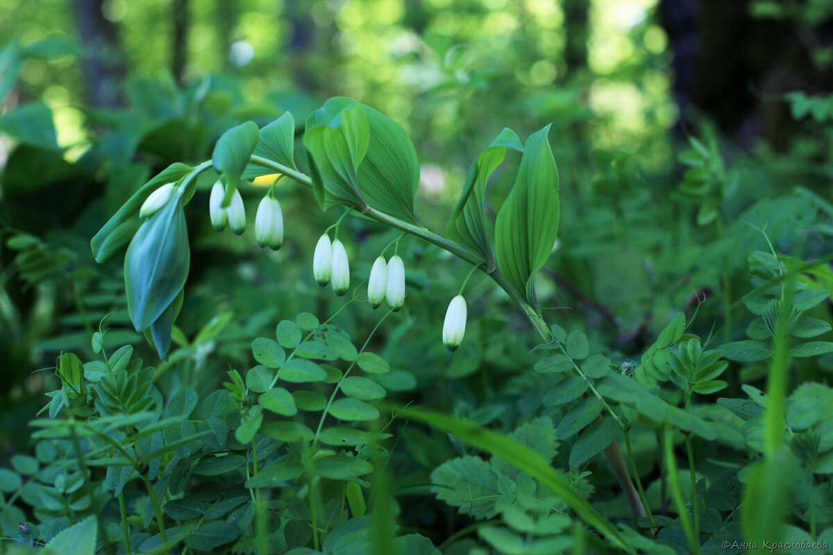 Важные растения в россии. Polygonatum glaberrimum. Купена Лесная. Купена гладкая. Polygonatum glaberrimum купена армянские травы.