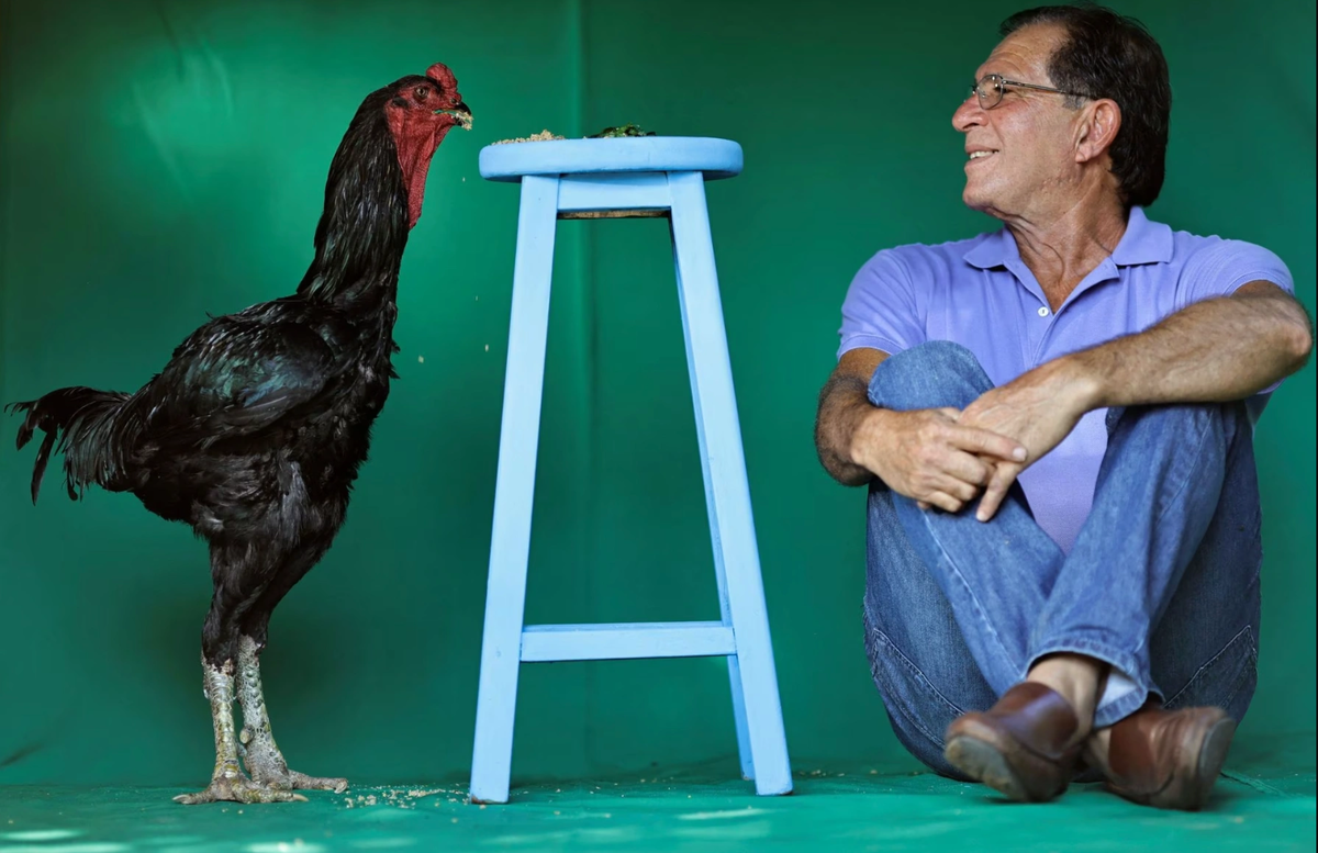 Гигантский индийский петух (ист. фото reuters.com)