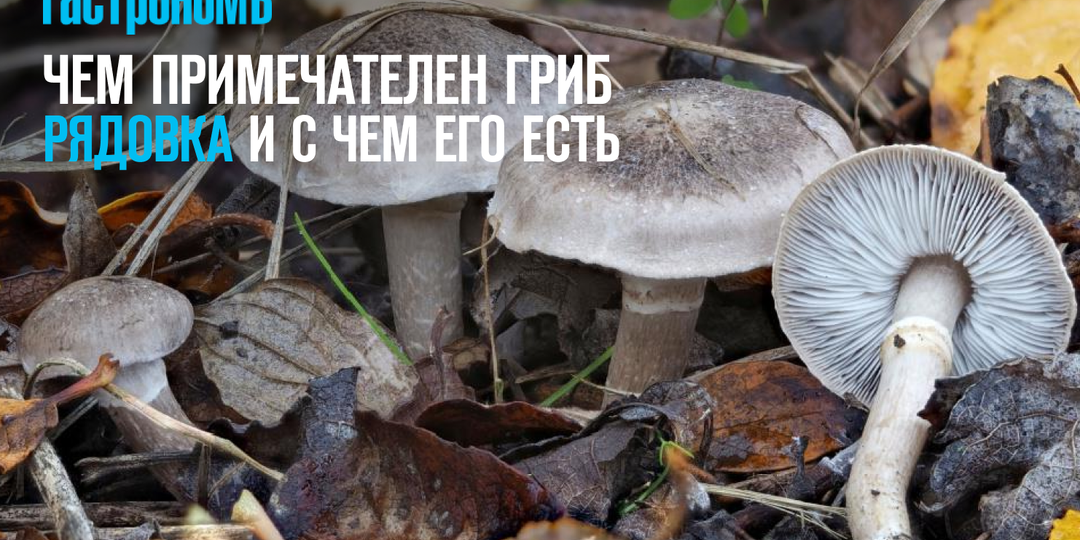 Чем примечателен гриб рядовка и с чем его есть