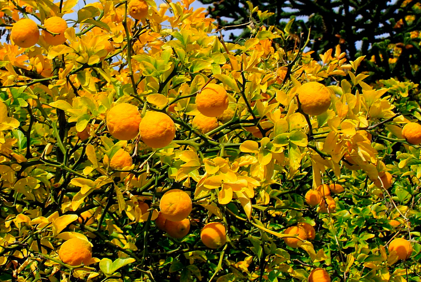 Понцирус  (Citrus trifoliata).