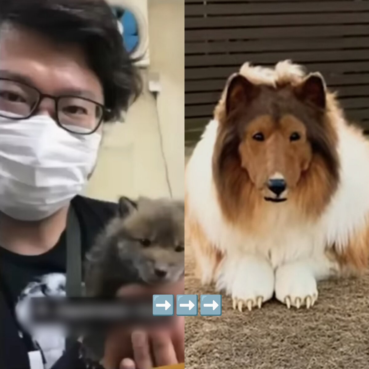 Японец в костюме собаки колли. Puppy man. Японец стал собакой колли. Японец колли. Японец колли.