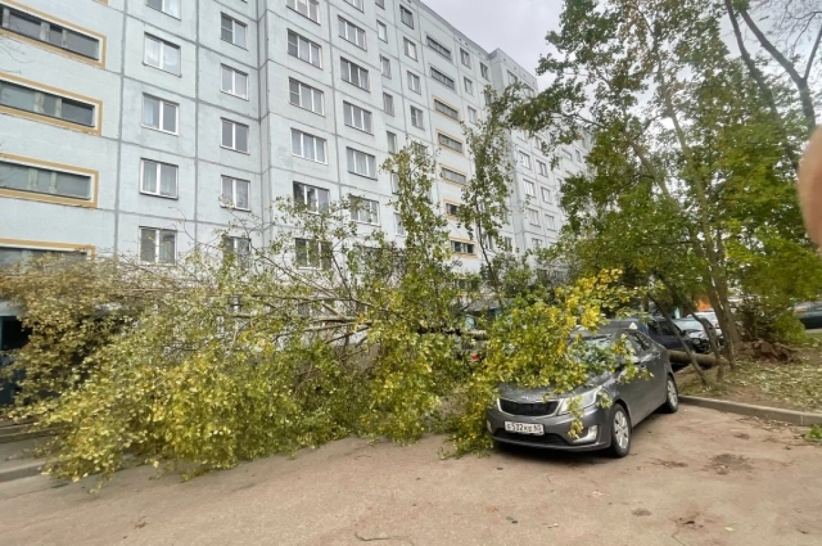 Ветром надуло. Более 30 машин в Пскове оказались под поваленными деревьями  | АиФ-Псков | Дзен