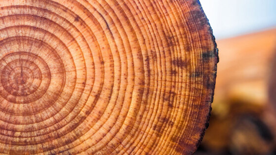    Ученые выявили самую сильную солнечную бурю по годичным кольцам деревьев Алина Городниченко