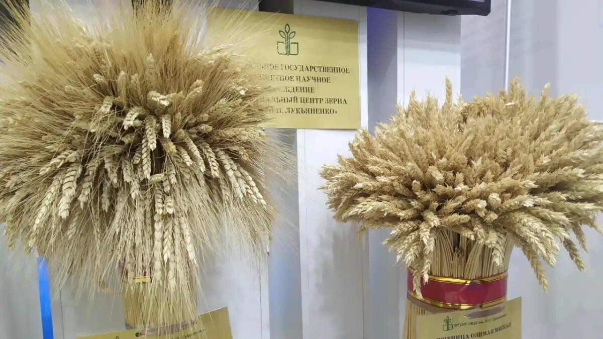  Фото:glavagronom.ru
Российская  агропромышленная выставка «Золотая осень — 2023» проходит с 4 по 7  октября на территории Российского государственного аграрного  университета - МСХА имени Тимирязева.