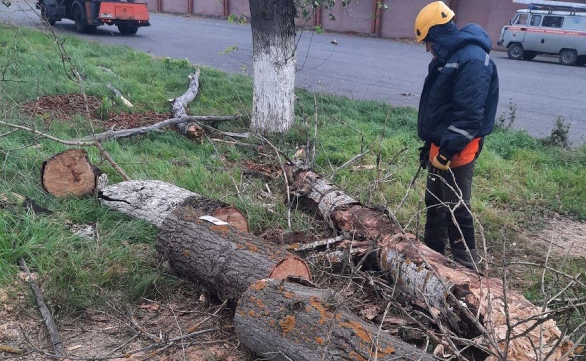   В Курске на выходных из-за ветра упало 8 деревьев