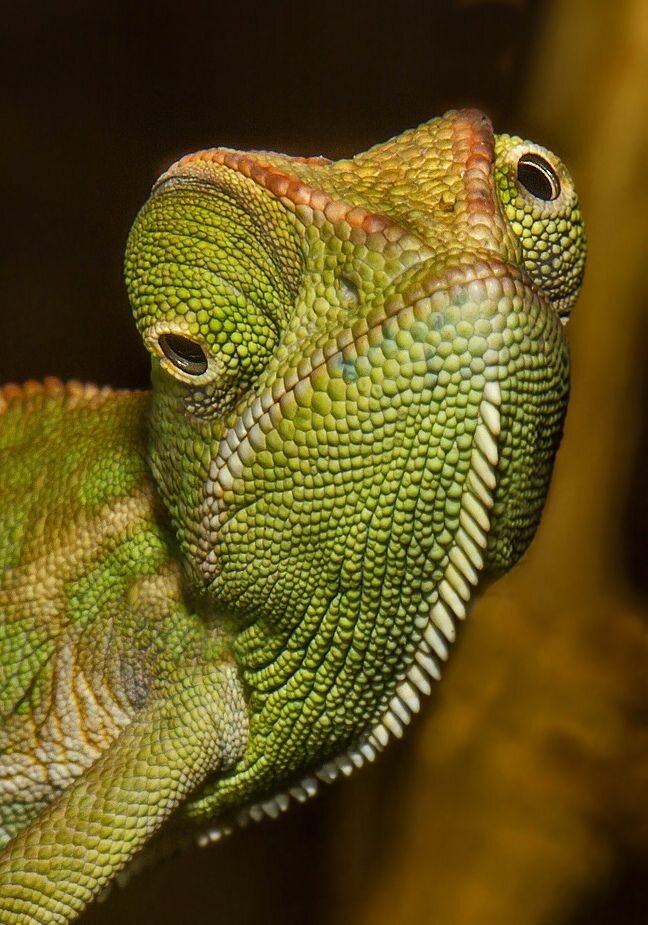 Хамелеон с глазами  в разные стороны