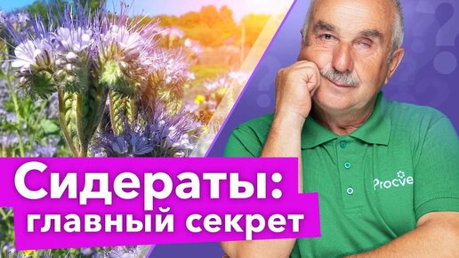 От сидератов будет в 2 раза больше пользы! Вот что нужно сделать с ними перед зимой