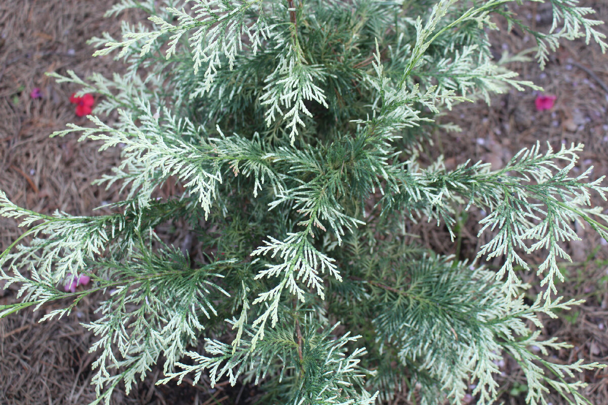 Август, сорт Luna, высота в потенциале - до 2 м