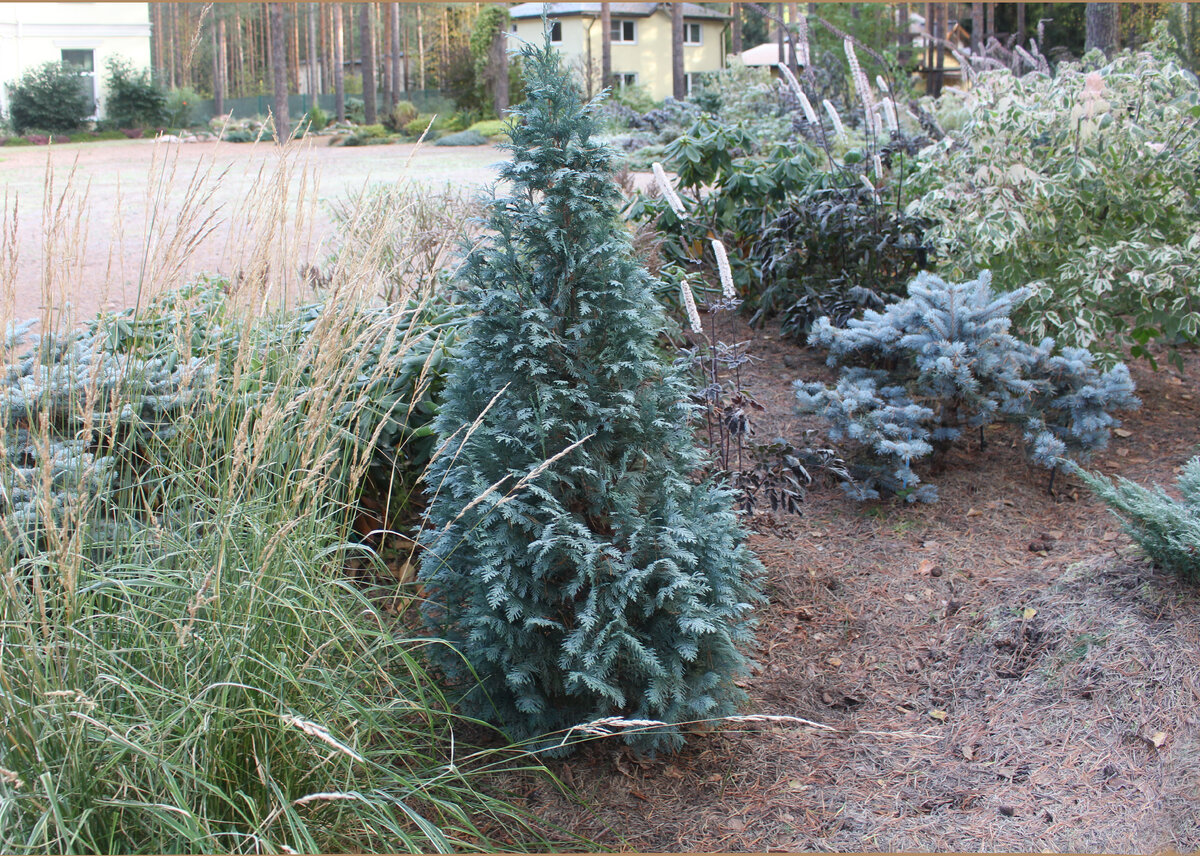 Октябрь, сорт "Alumii", высота 130 см, в потенциале - до 5 м, если не стричь