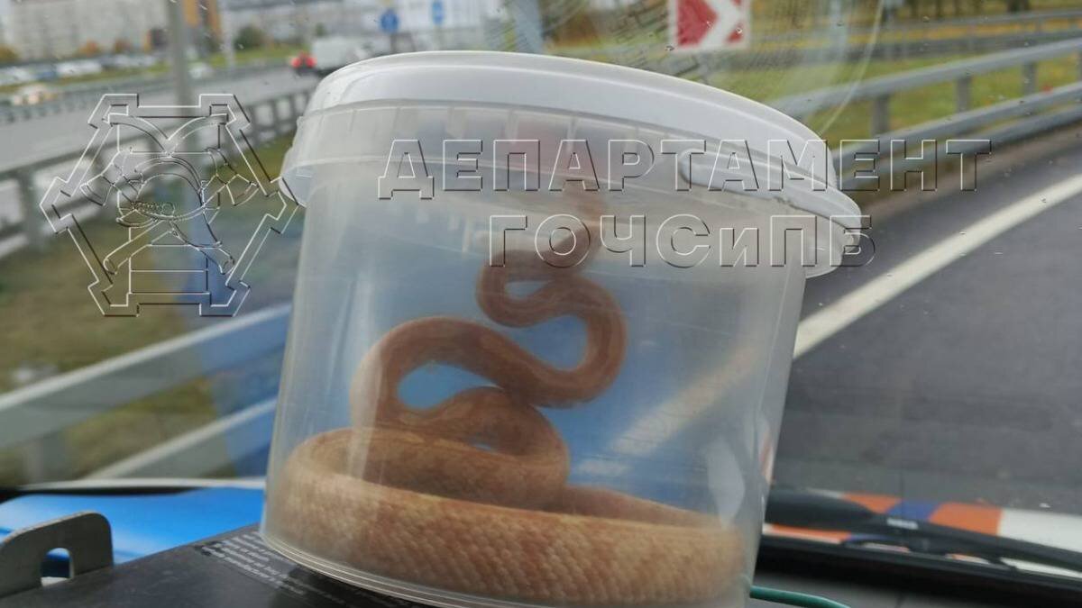    Фото: пресс-служба Департамента по делам гражданской обороны, чрезвычайным ситуациям и пожарной безопасности города Москвы
