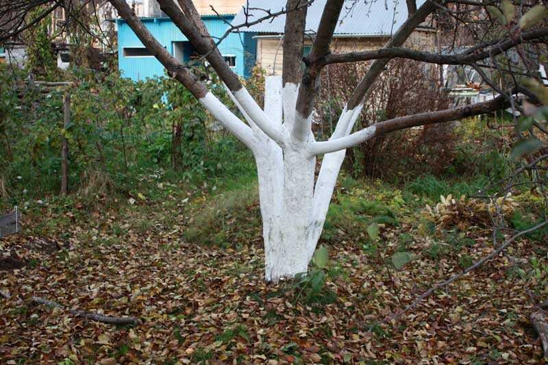 Источник:  vmirekraski.ru