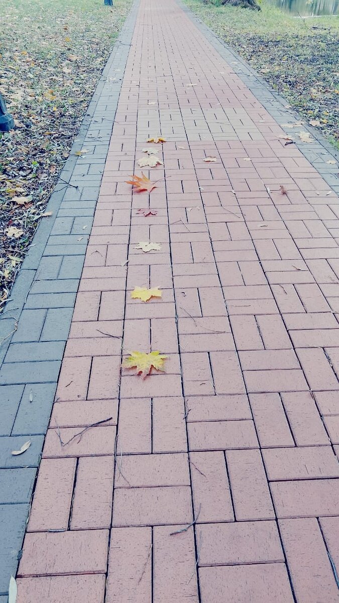 Целая экспозиция, Стëпа выложил листочки а ряд, а Сëма фотографировал