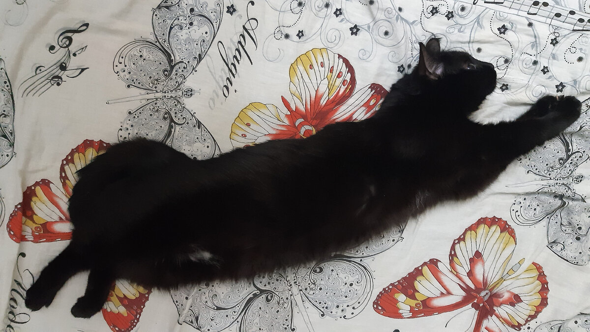 Дика. Во всем великолепии.