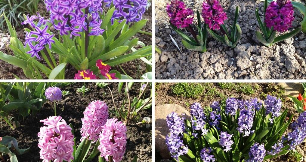 Про розовую окраску гиацинтов (хочу всех предупредить)