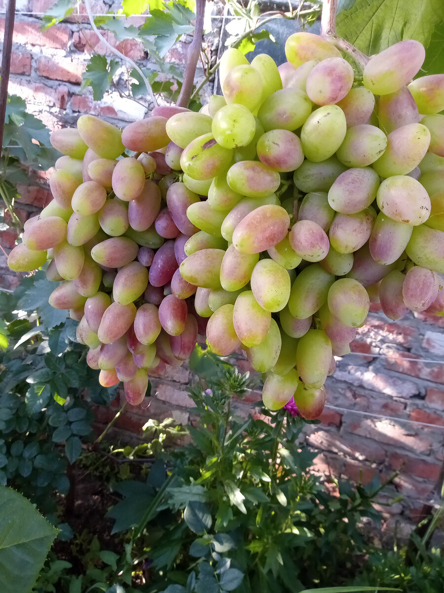 Арочная формировка укрывного винограда, схема
